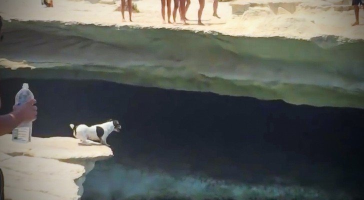 Dieser kleine Hund setzt sich auf einen Felsen. Eine Sekunde später